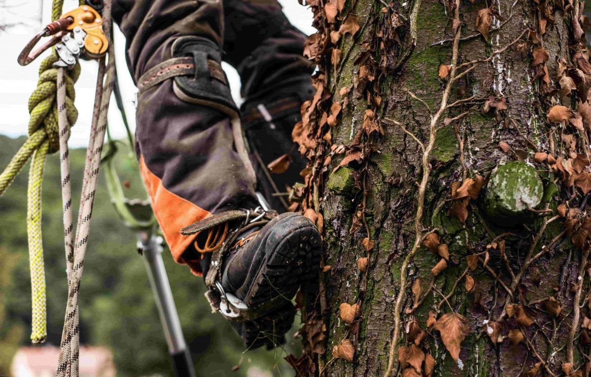 un élagueur professionnel pour l'élagage d'arbres dangereux avec camion  nacelle ou grimpeur pian médoc - Services d'élagage d'arbres pour  particulier & professionnels sur Bordeaux - W&G Élagage & Abattage
