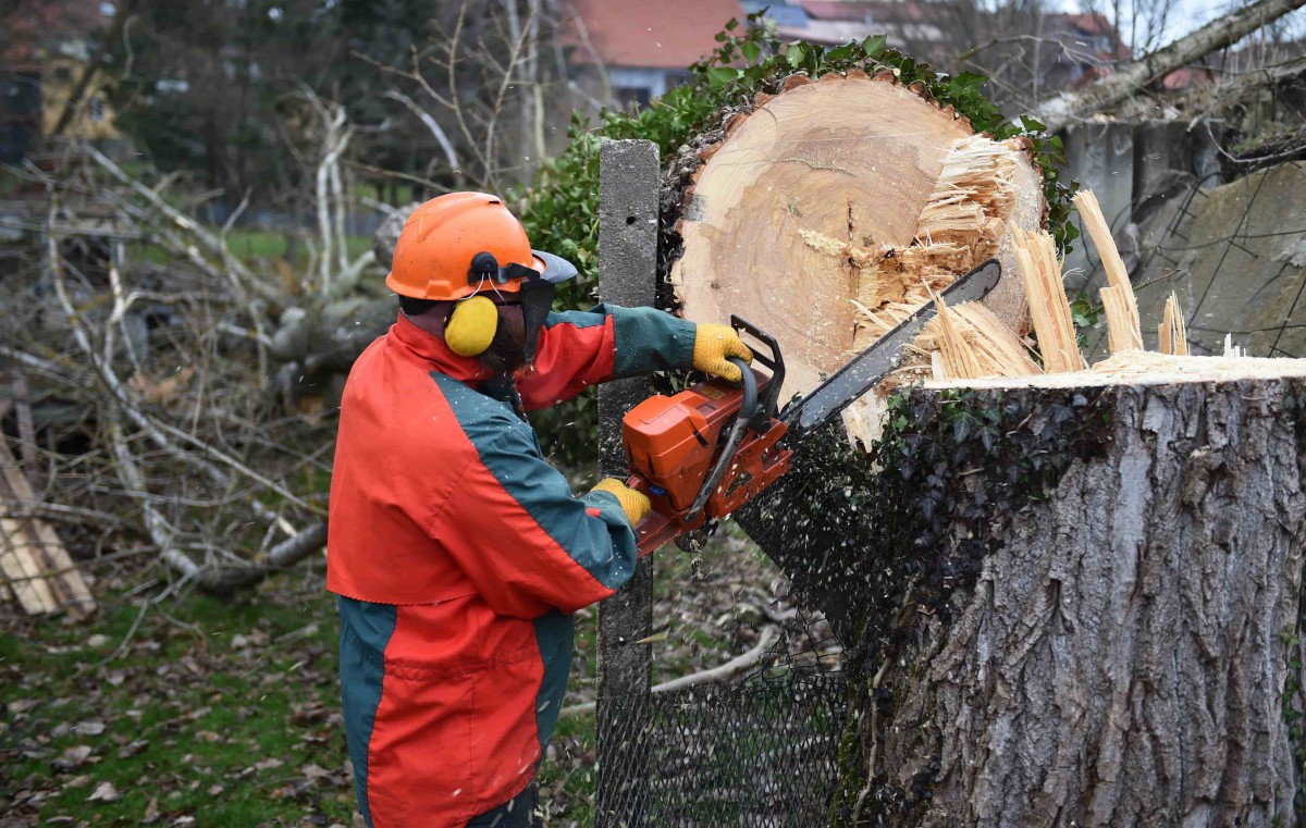 Cales d'abattage d'arbre efficaces et durables avec cale en